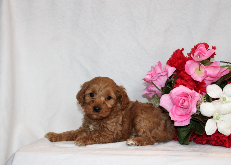 puppy, for, sale, Mini Goldendoodle F2B, Matthew B. Stoltzfus, dog, breeder, Gap, PA, dog-breeder, puppy-for-sale, forsale, nearby, find, puppyfind, locator, puppylocator, aca